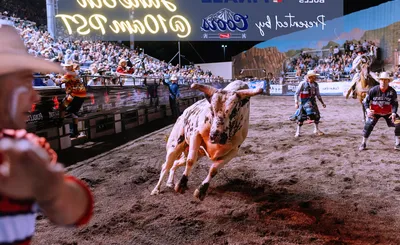 Xtreme Bulls