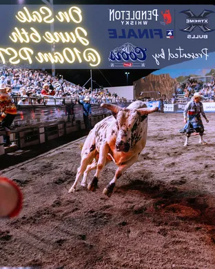 Xtreme Bulls